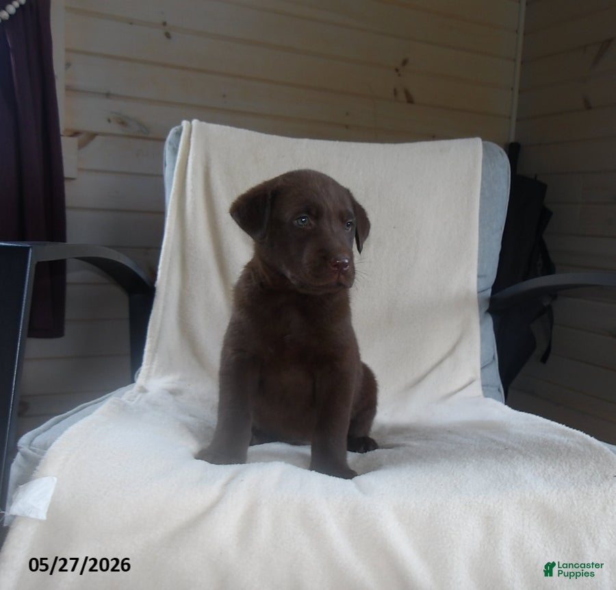 Labrador Retriever dogs Ranger - Ad 2