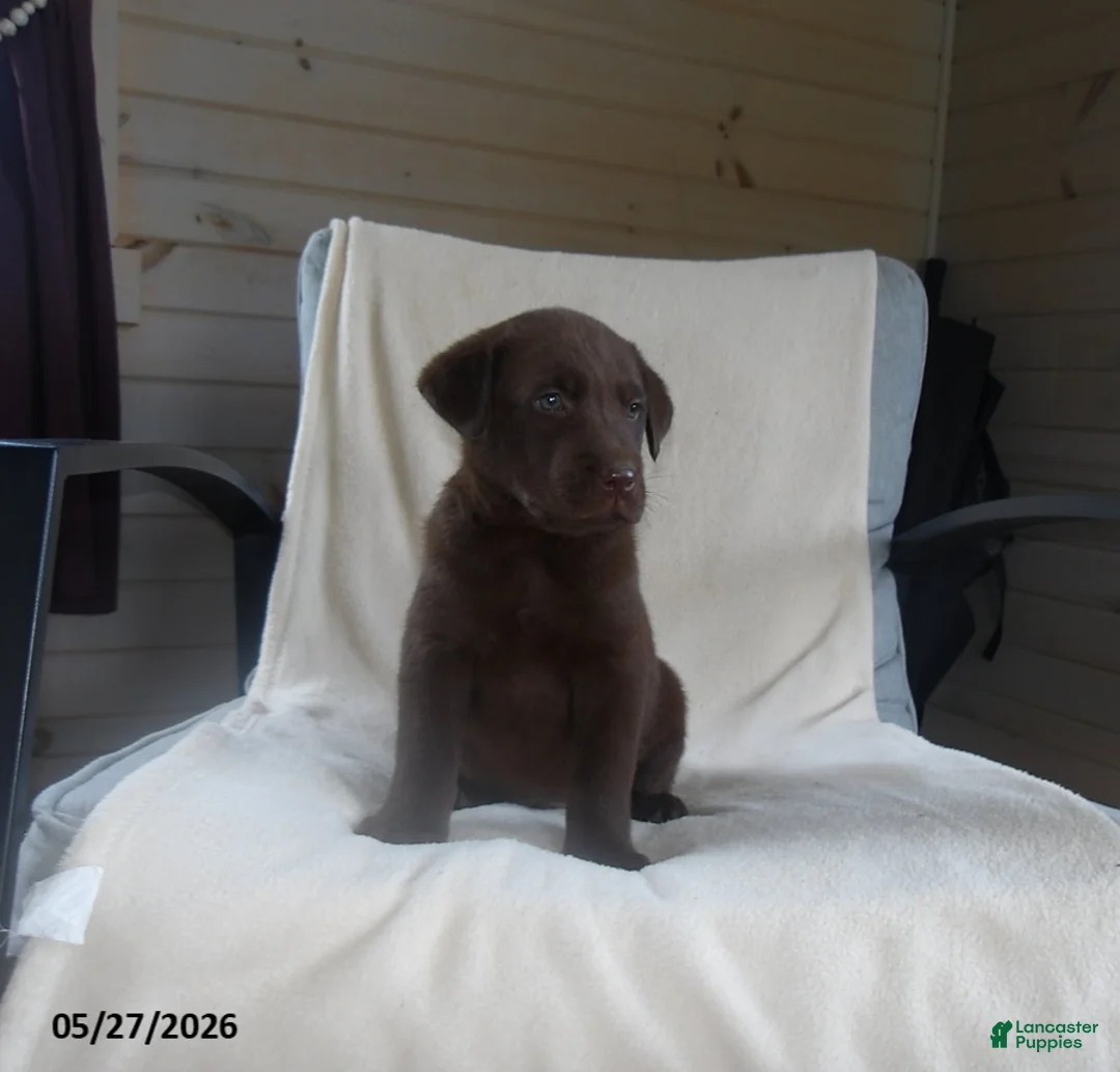Labrador Retriever dogs for sale: Ranger - Ad 2