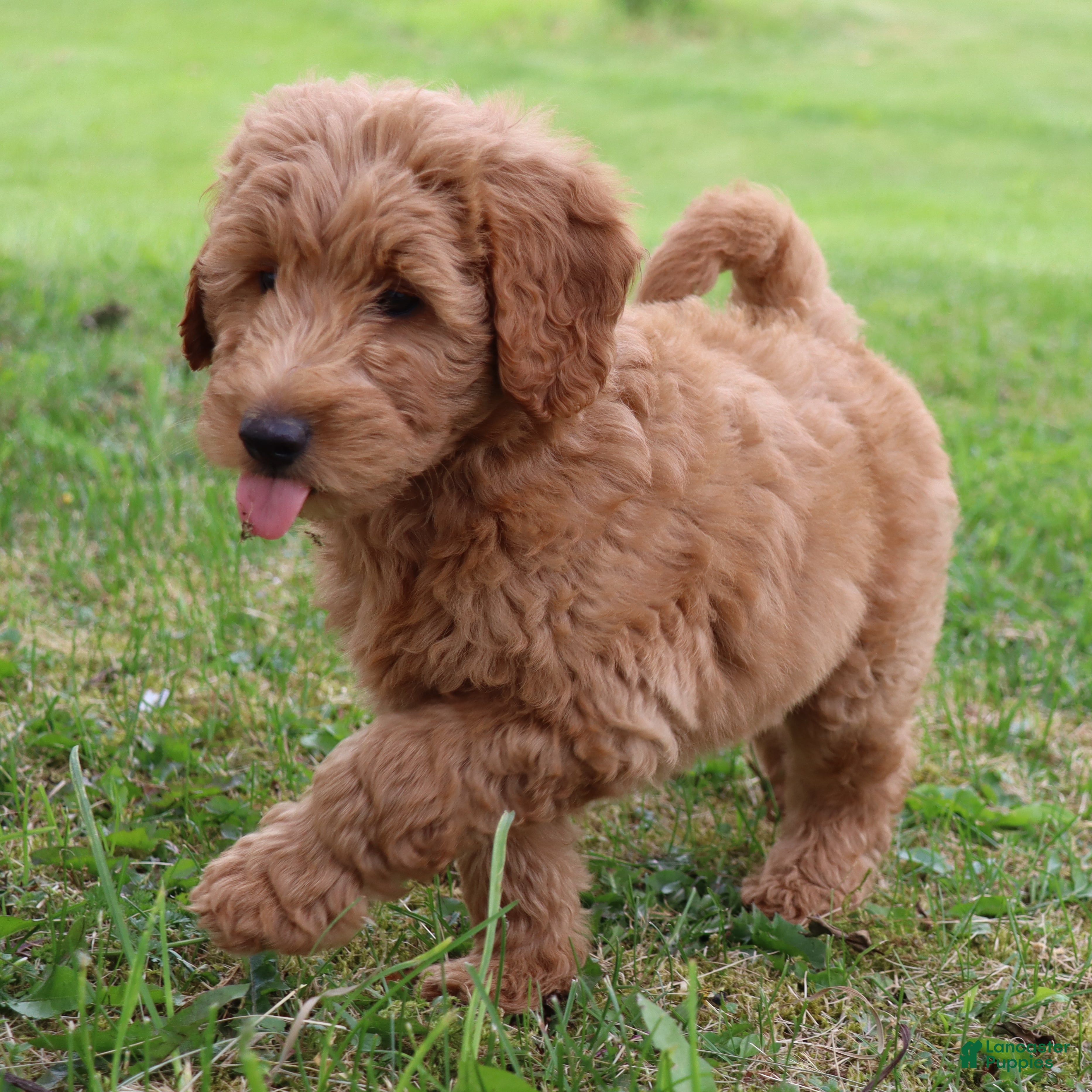 Mini Goldendoodle dogs Brock - Ad 1