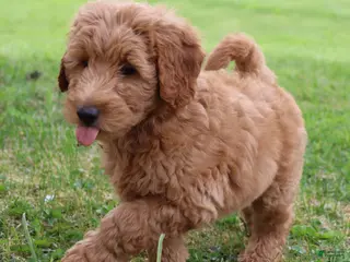 Mini Goldendoodle dogs for sale: Brock - Ad 3