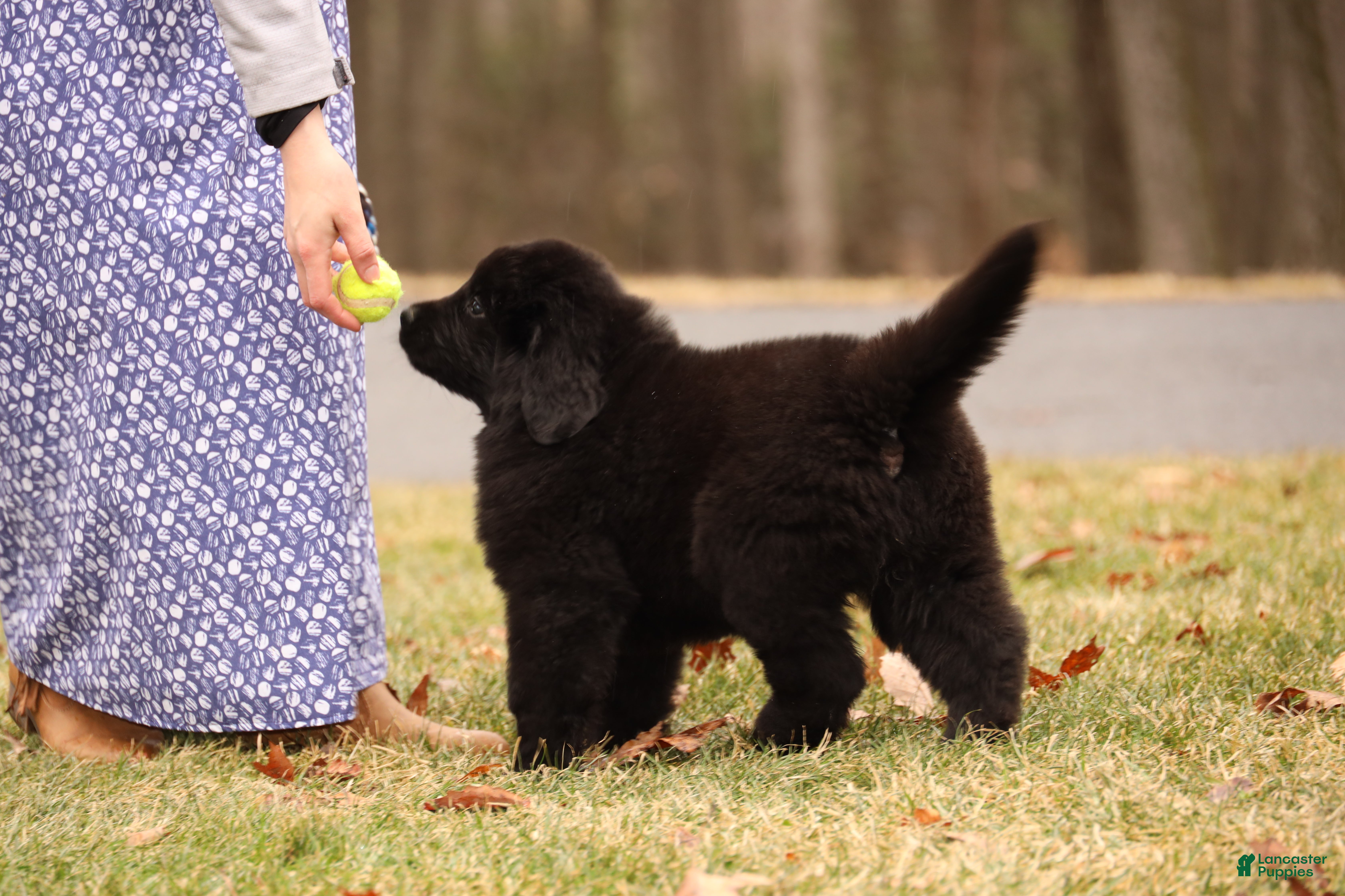 Newfoundland dogs Storm - Ad 38