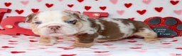 English Bulldog dogs for sale: Coco - Ad 1