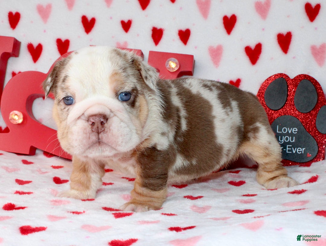 English Bulldog dogs for sale: Coco - Ad 1