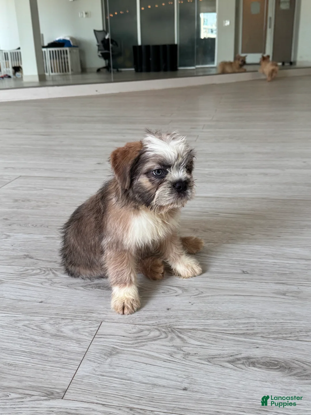 French Bulldog dogs for sale: LL COOL J - Ad 2