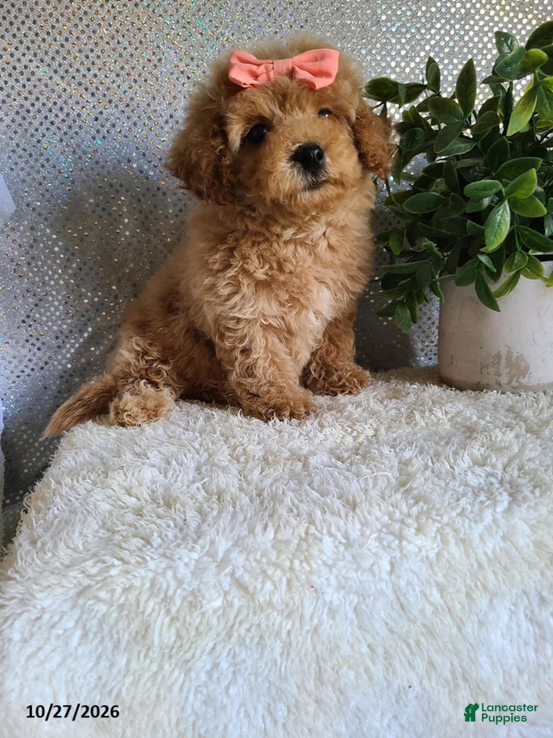 Bichpoo dogs for sale: Chloe - Ad 8