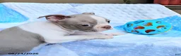 Boston Terrier dogs for sale: Roland - Ad 10