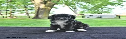 Mini Aussiedoodle dogs for sale: Trixie - Ad 4