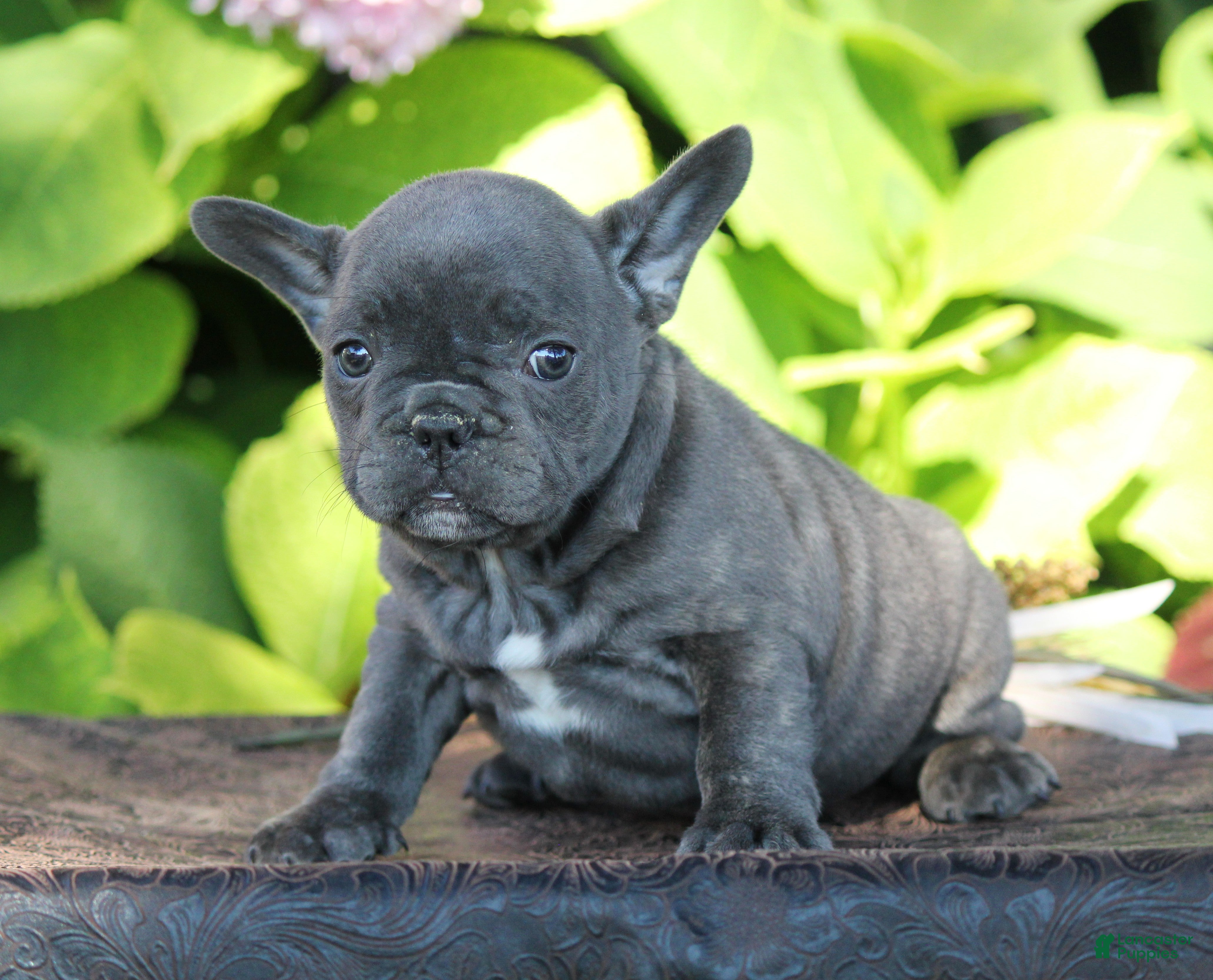 South Africa Unregistered French Bulldog Puppies For Sale He Is