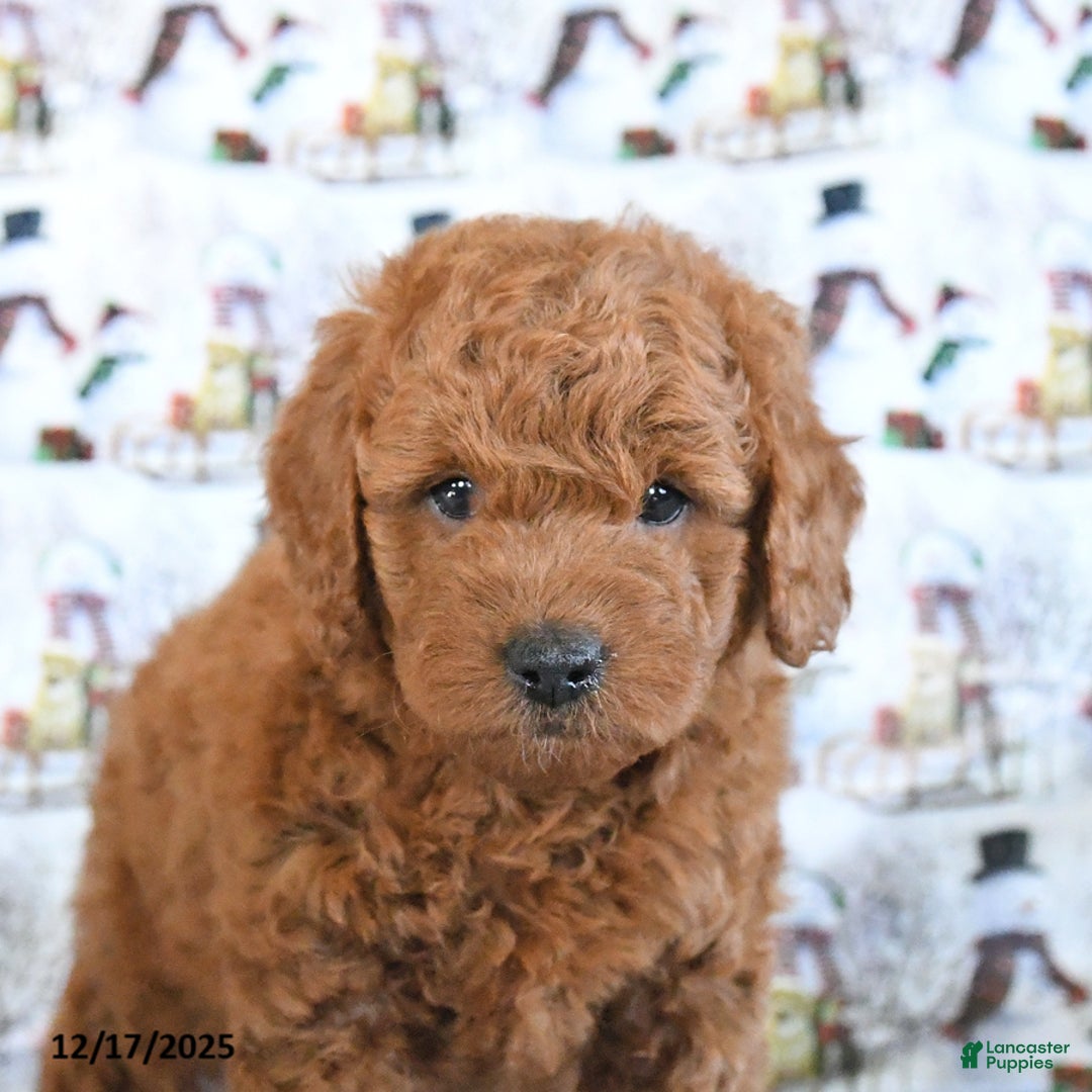 Mini Goldendoodle dogs for sale: Flash - Ad 2