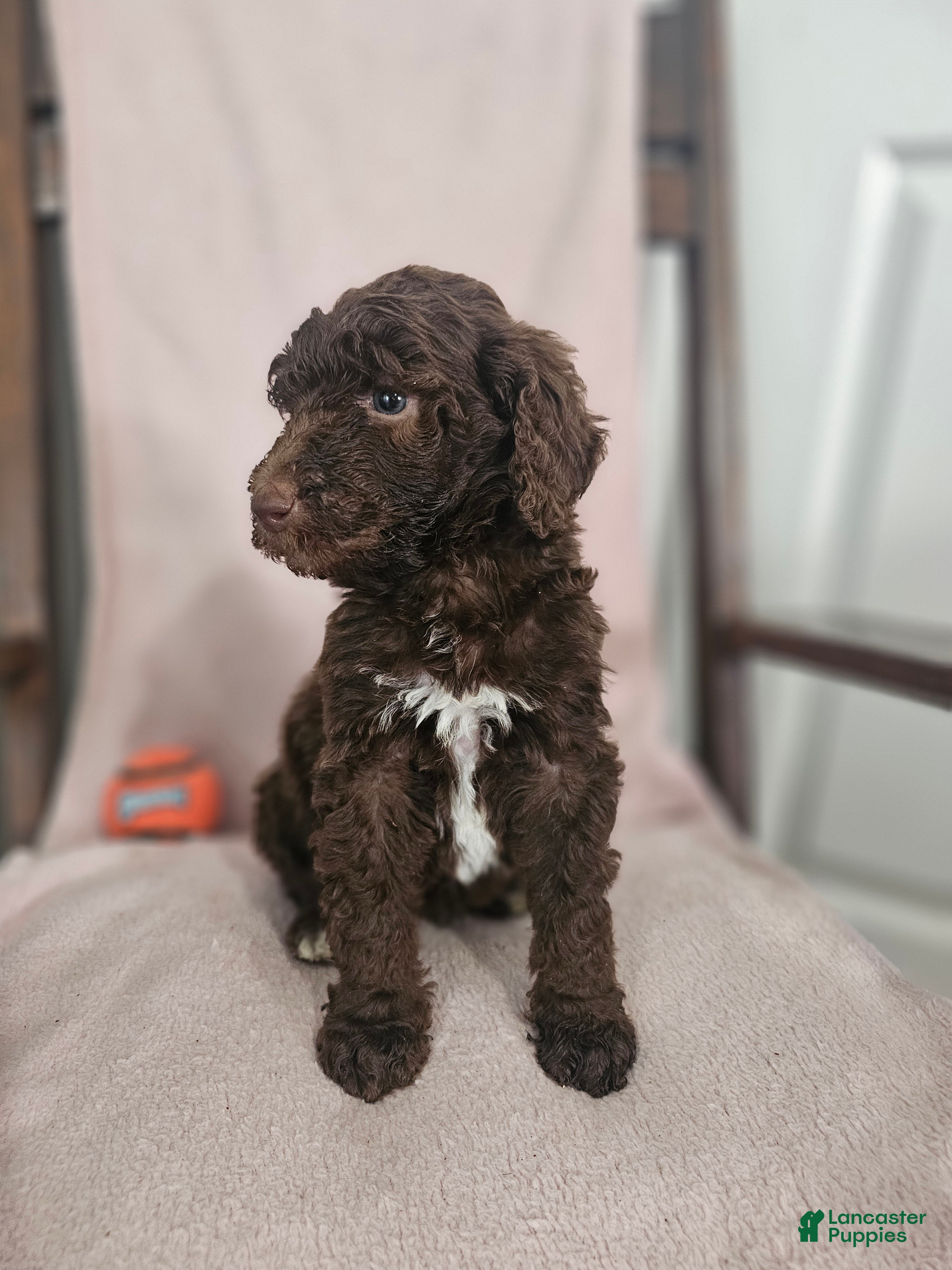 Standard Poodle dogs Michael Scott - Ad 2