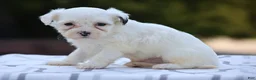Mixed Breed dogs for sale: Hemlock - Ad 4