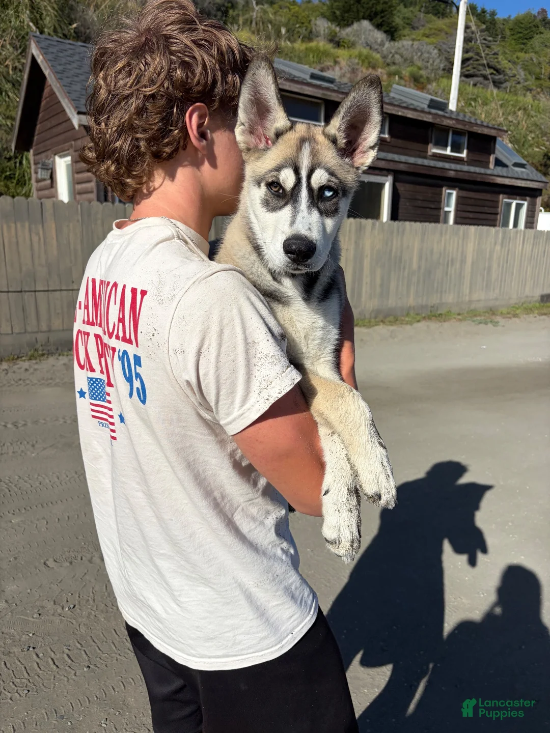 Mixed Breed dogs for sale: Mixed Breed 1 - Ad 4