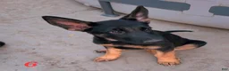 German Shepherd dogs for sale: Bibi - Ad 2