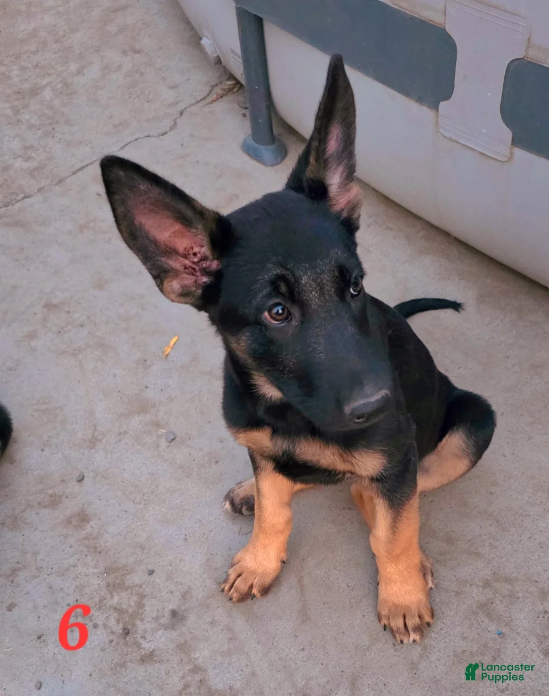 German Shepherd dogs for sale: Bibi - Ad 2