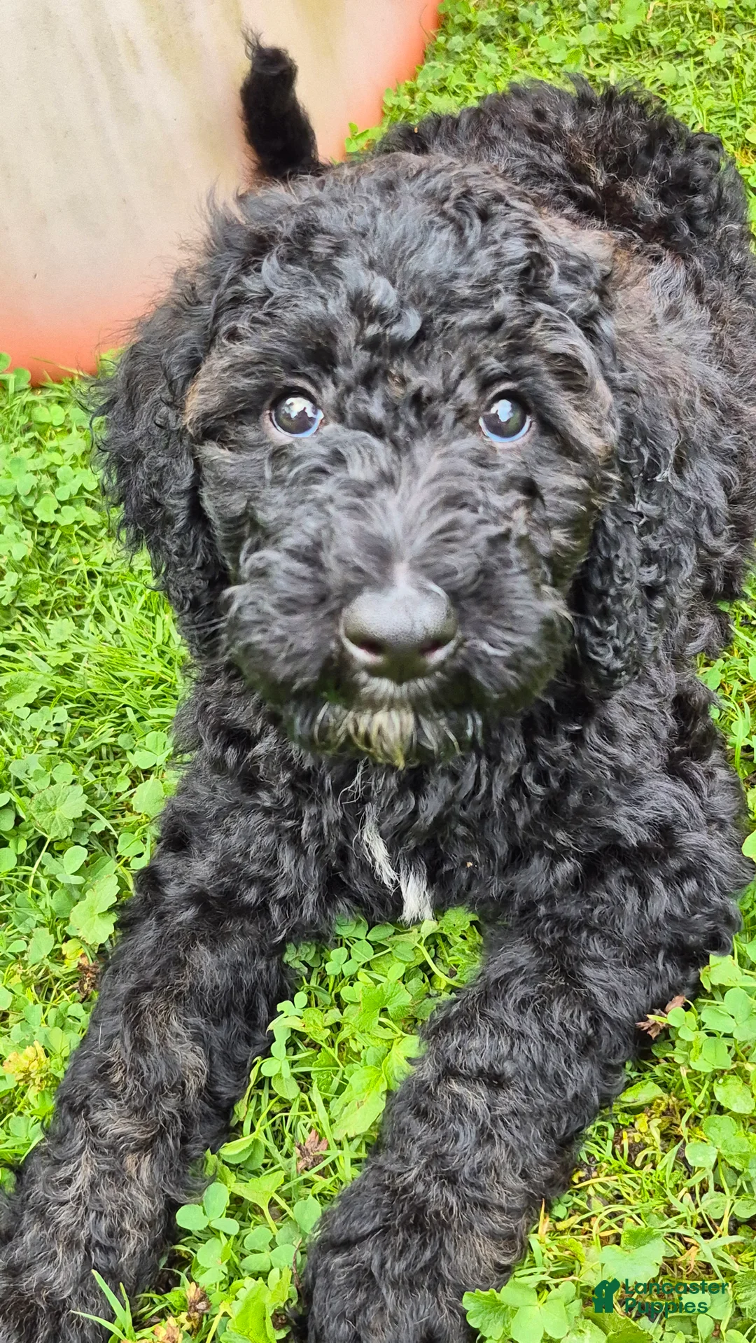 Mini Sheepadoodle dogs for sale: Apollo - Ad 1