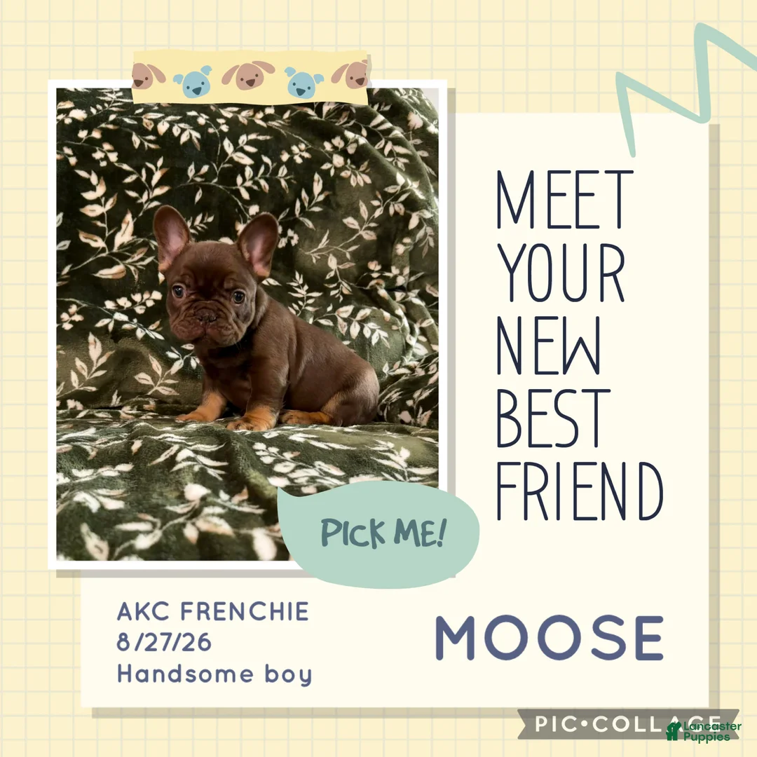 French Bulldog dogs for sale: Moose  - Ad 1