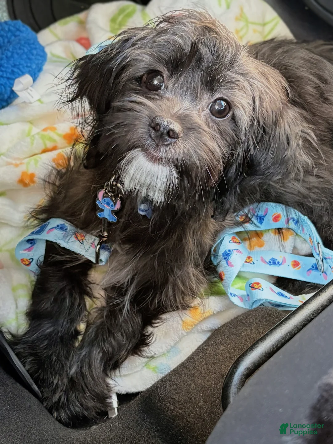 Shihpoo dogs for sale: Luna  - Ad 4