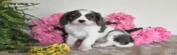 Cavalier King Charles Spaniel dogs for sale: Rosie - Ad 2