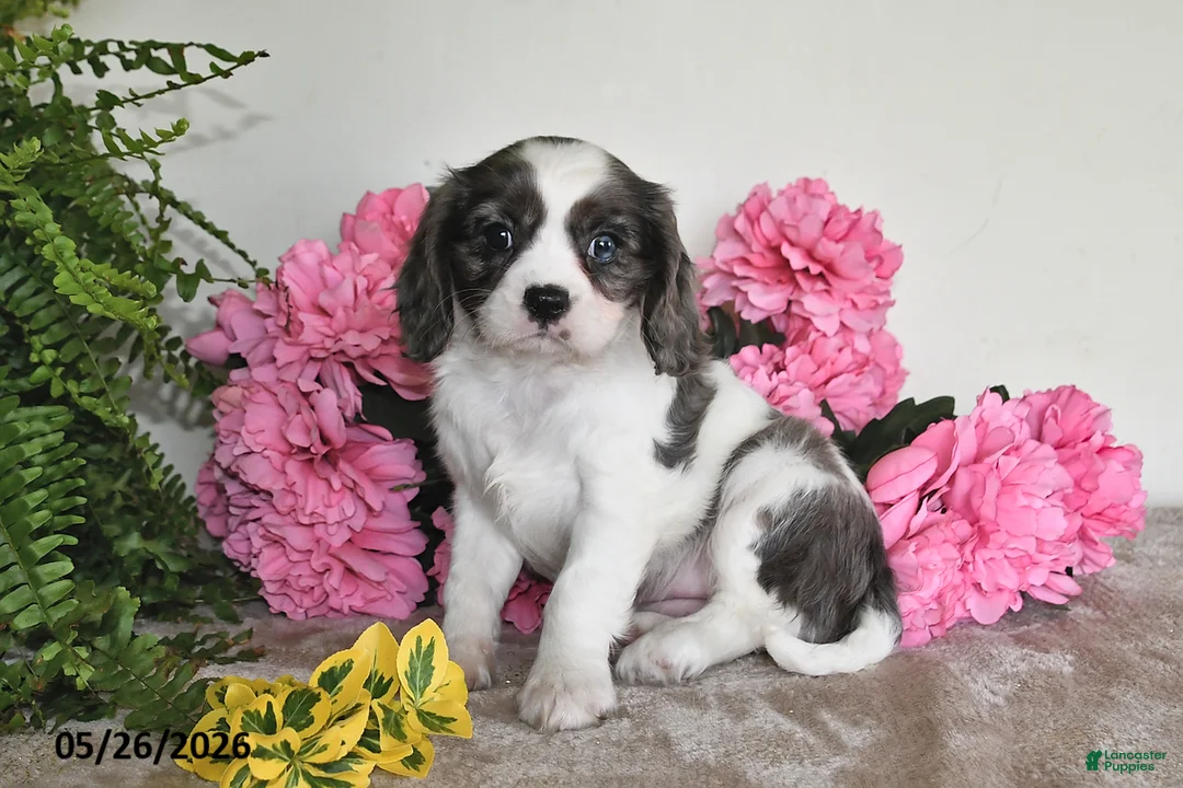 Cavalier King Charles Spaniel dogs for sale: Rosie - Ad 2