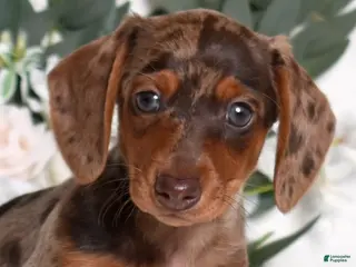 Miniature Dachshund dogs Wilma - Ad 24