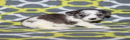 Miniature Poodle dogs for sale: Reserved Harlee’s black merle parti female - Ad 6