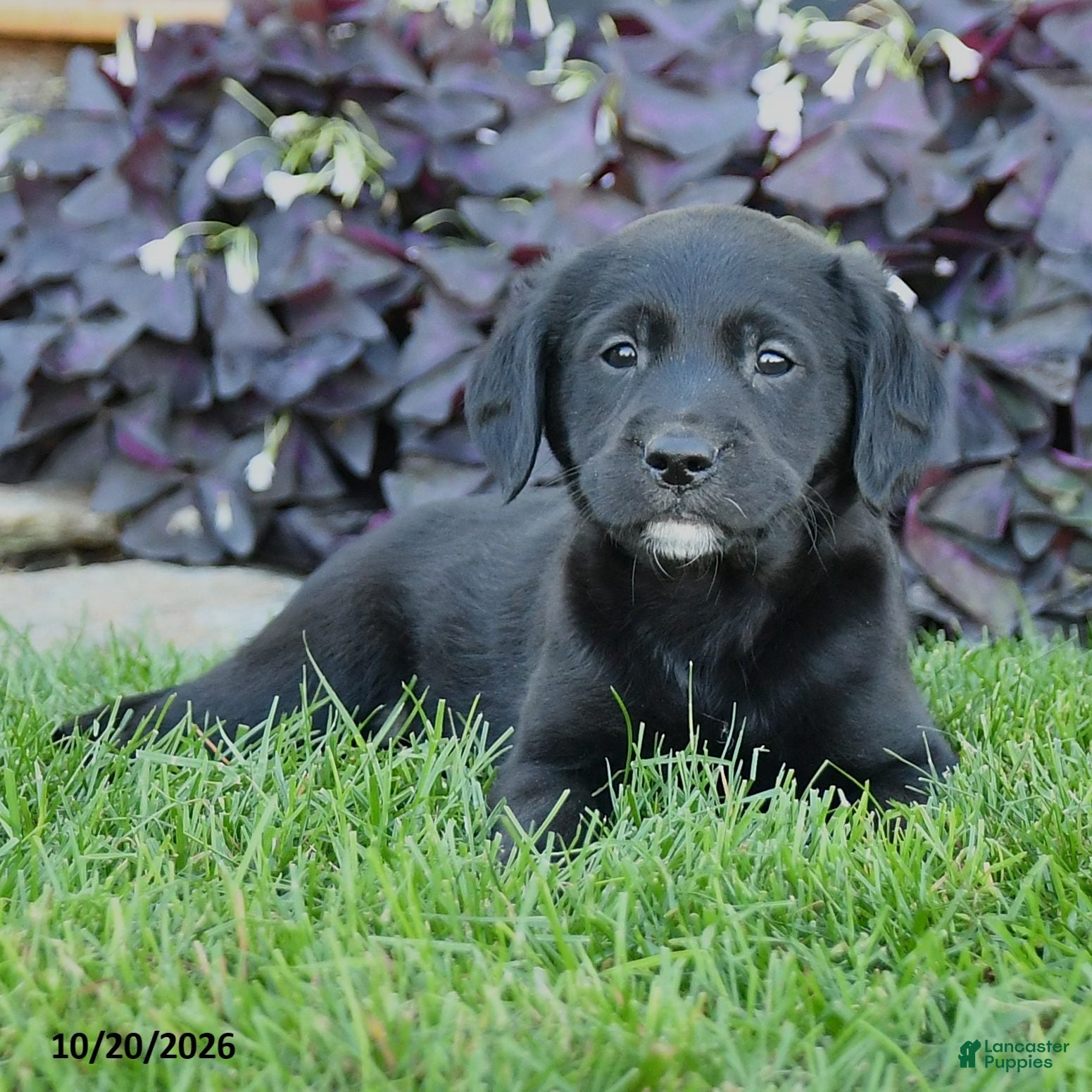Mixed Breed dogs Chip - Ad 2