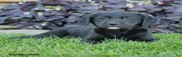 Mixed Breed dogs for sale: Chip - Ad 2