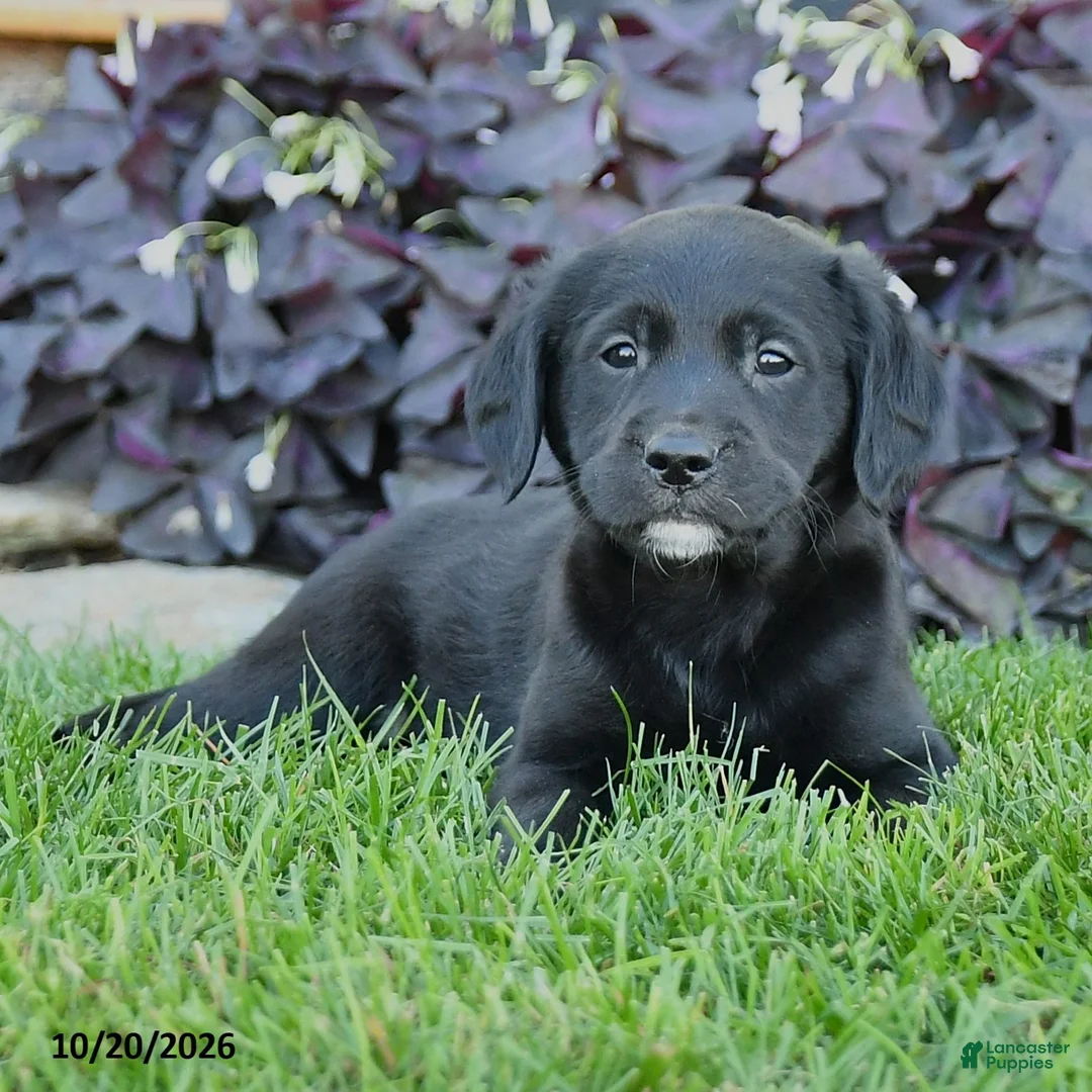 Mixed Breed dogs for sale: Chip - Ad 2