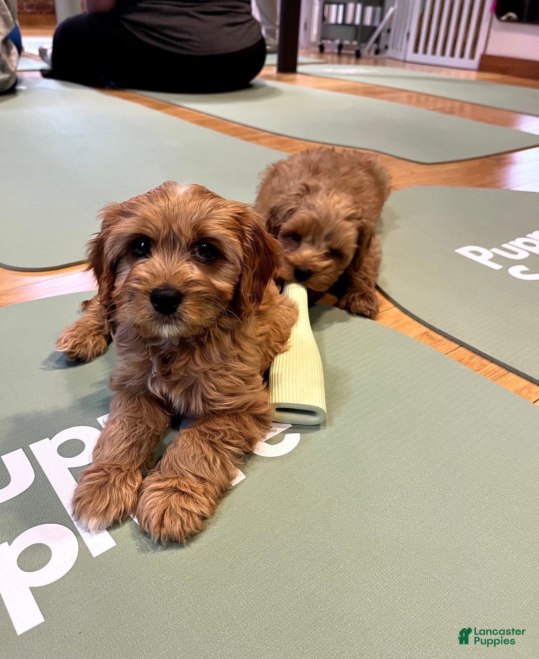 Cockapoo dogs for sale: Oliver – The “Emotional Support Bear” You’ll Fall in Love With 🧡🐾 - Ad 16