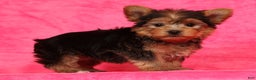 Yorkshire Terrier dogs for sale: Teddy - Ad 4