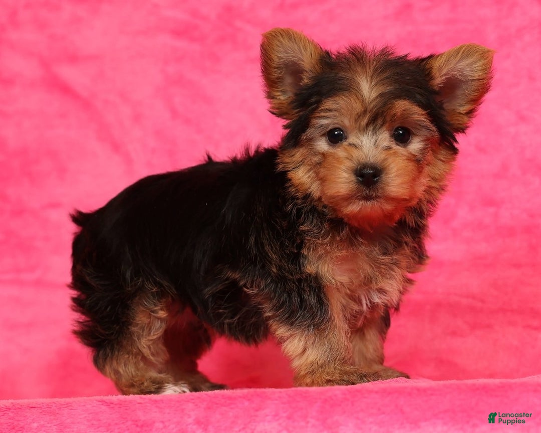Yorkshire Terrier dogs for sale: Teddy - Ad 4