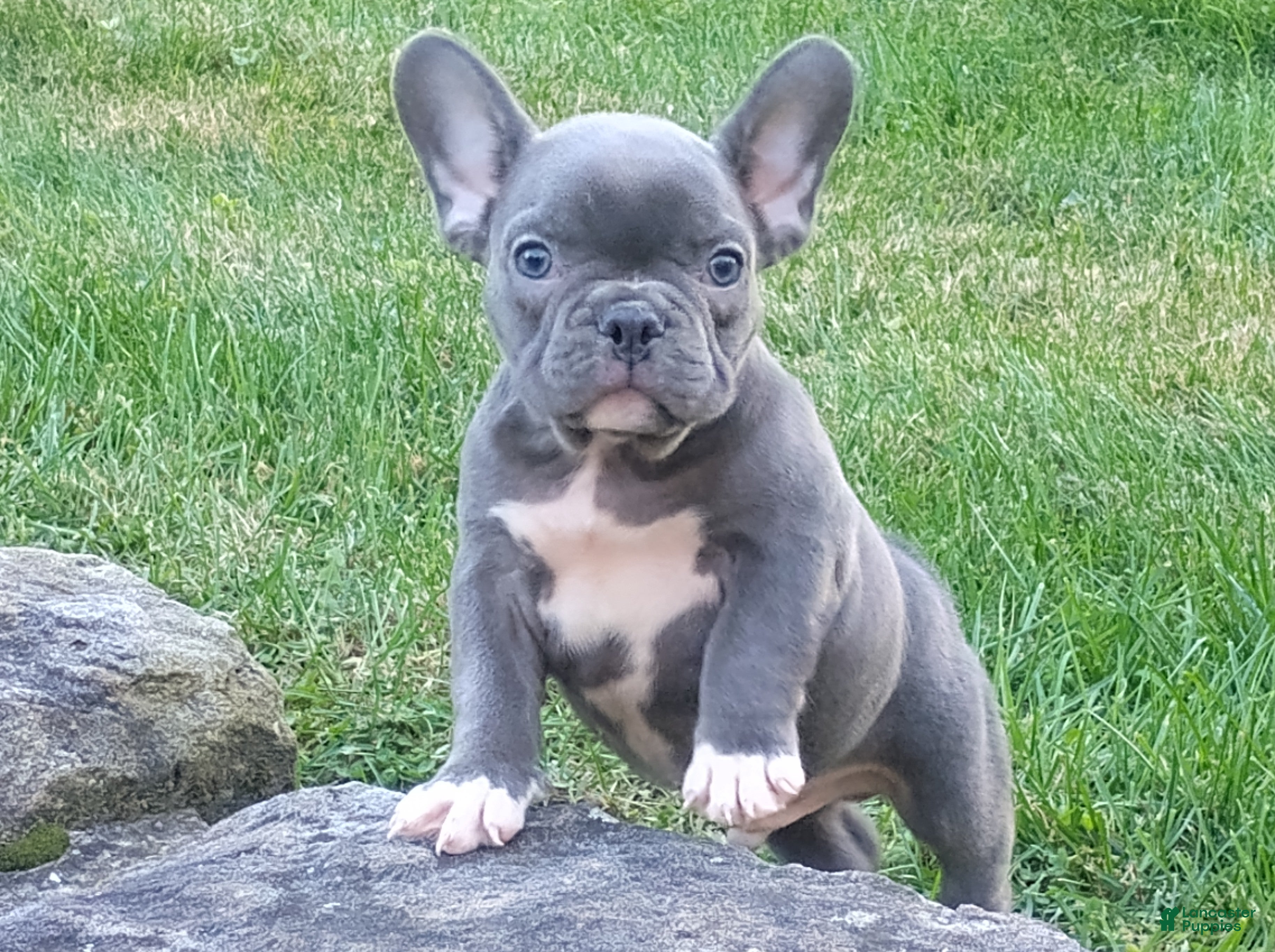 French Bulldog dogs for sale: Asher - Ad 1