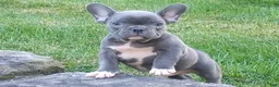 French Bulldog dogs for sale: Asher - Ad 1