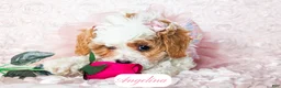 Cavapoo dogs for sale: Angelina - Ad 24