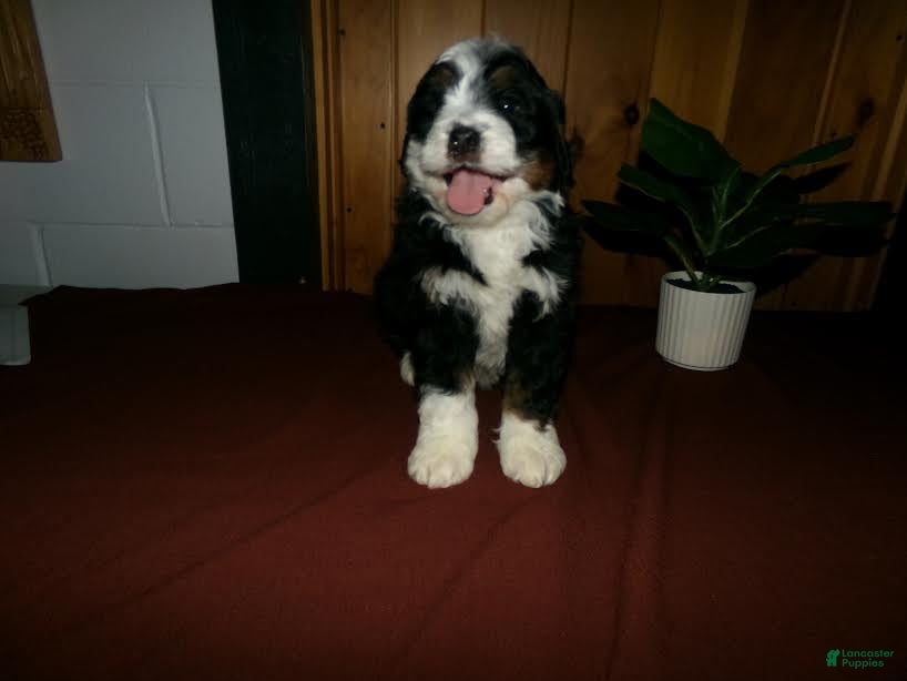 Mini Bernedoodle dogs Alfred - Ad 2