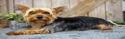 Yorkshire Terrier dogs for sale: Micky - Ad 4