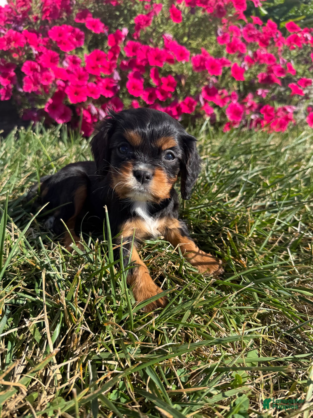Cavalier King Charles Spaniel dogs for sale: Roscoe - Ad 21