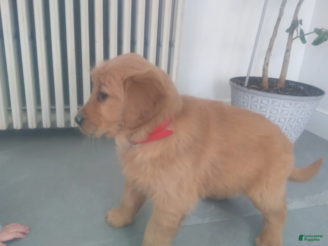 Golden Retriever dogs for sale: Maple –(pink collar) “I was born to snuggle.” - Ad 3