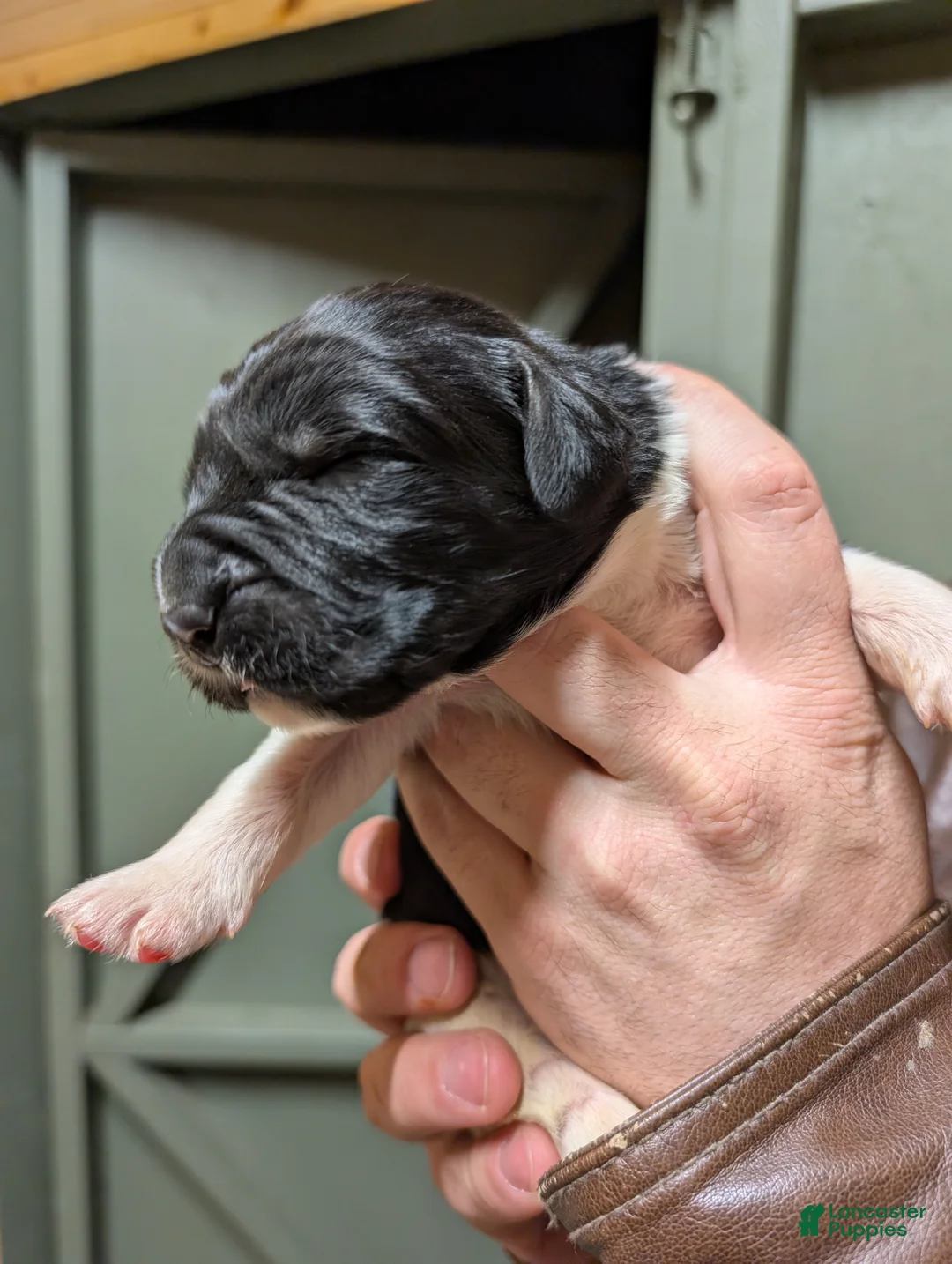 Newfoundland dogs for sale: Harrison  - Ad 1