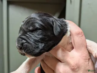 Newfoundland dogs Harrison - Ad 13