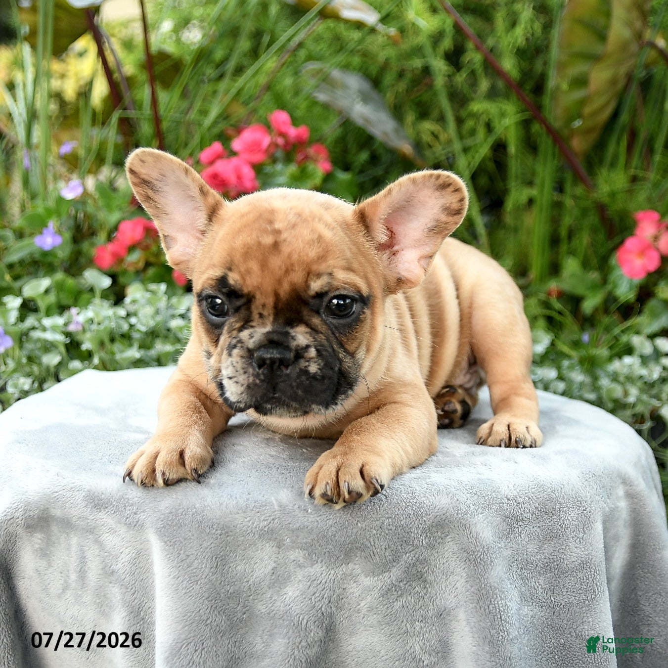 French Bulldog dogs Spencer - Ad 2