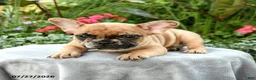 French Bulldog dogs for sale: Spencer - Ad 2