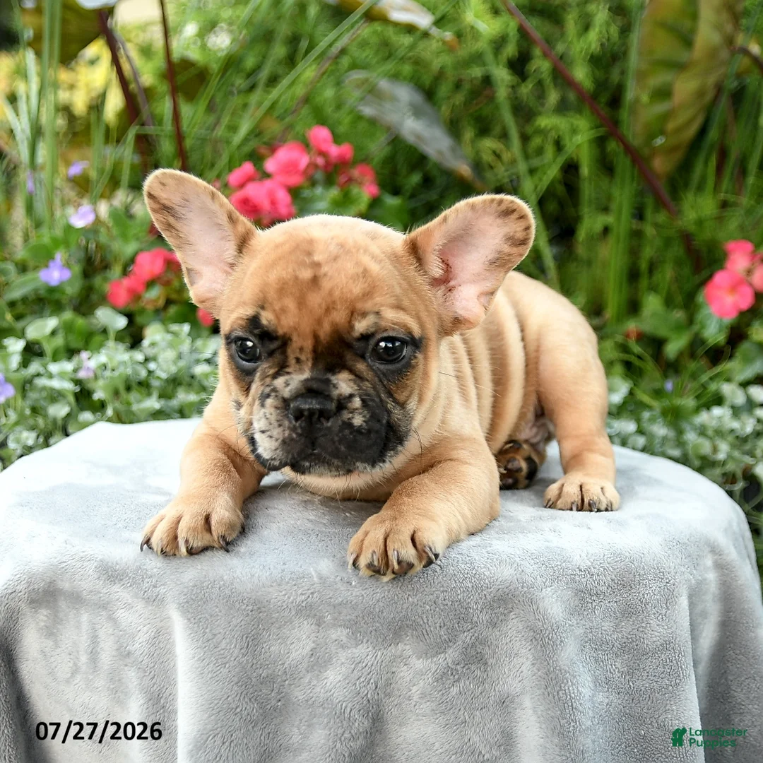 French Bulldog dogs for sale: Spencer - Ad 2