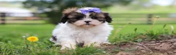 Shih Tzu dogs for sale: Sunny - Ad 5