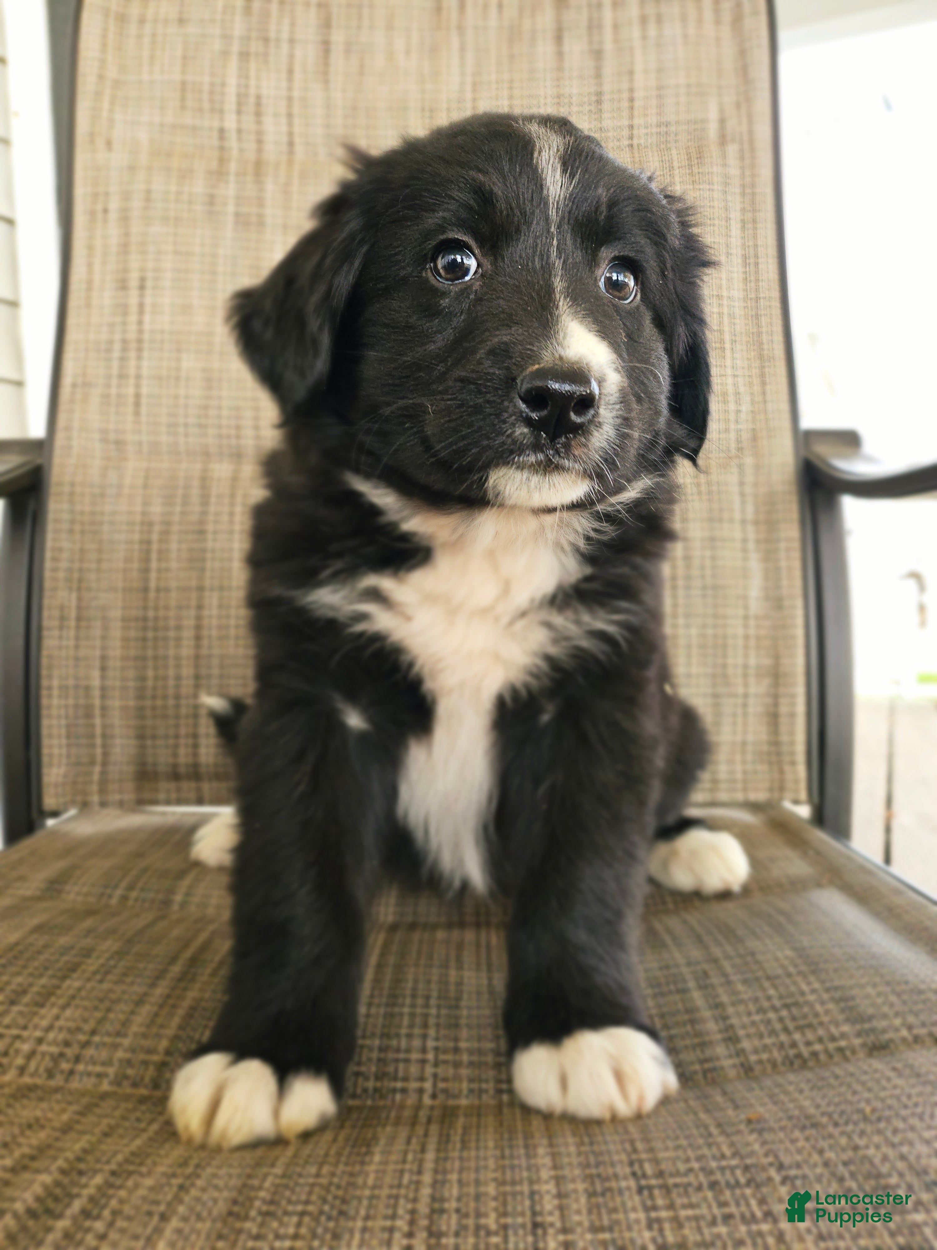 Mixed Breed dogs Female 2 - Ad 18