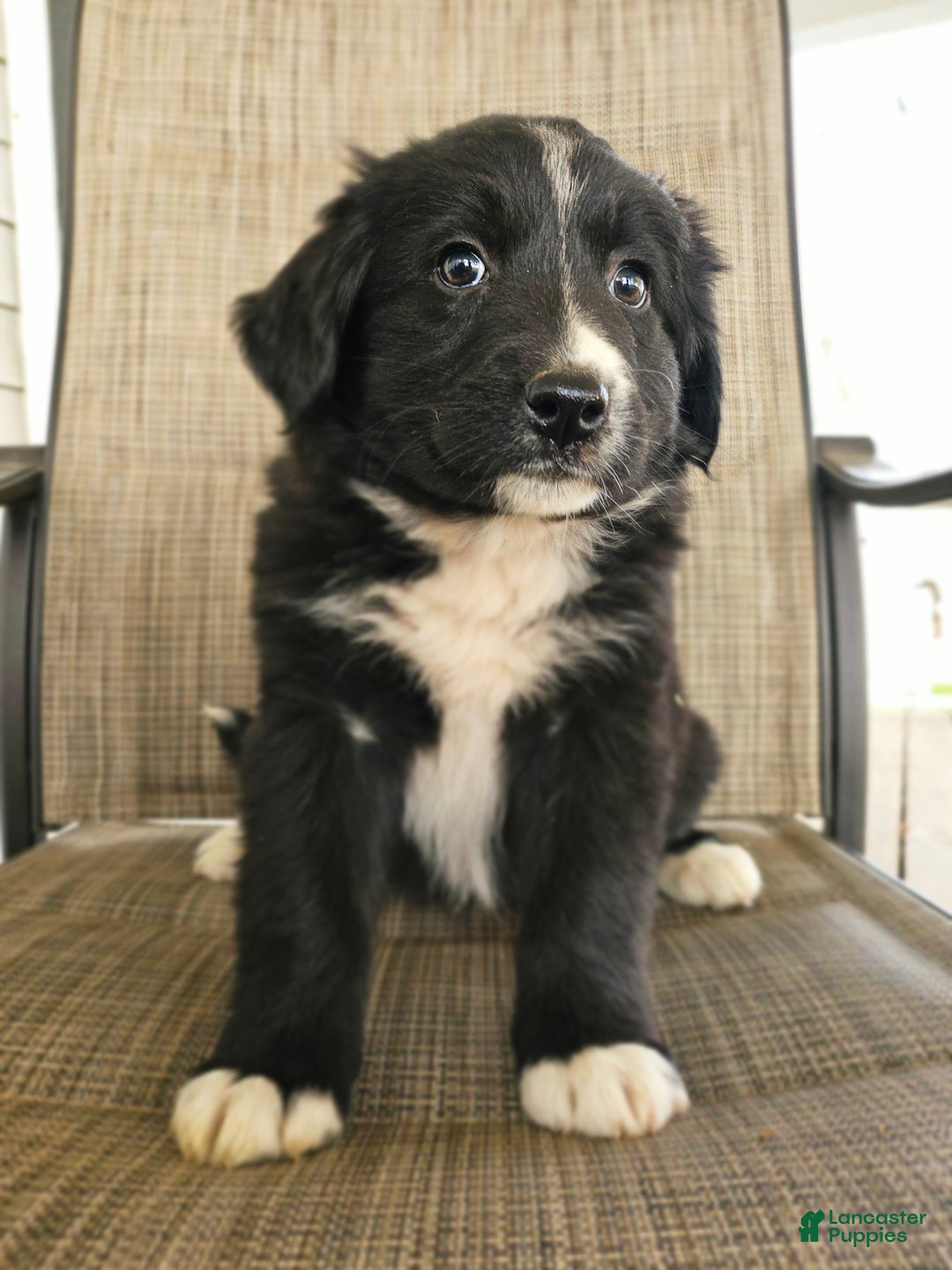 Mixed Breed dogs for sale: Female 2 - Ad 1