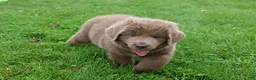 Newfoundland dogs for sale: Bianca - Ad 4