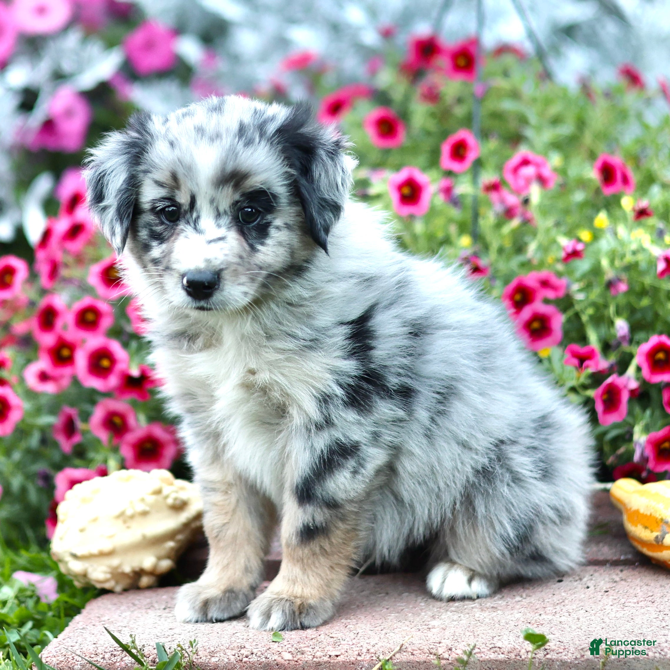 Miniature Australian Shepherd dogs Larry - Ad 1