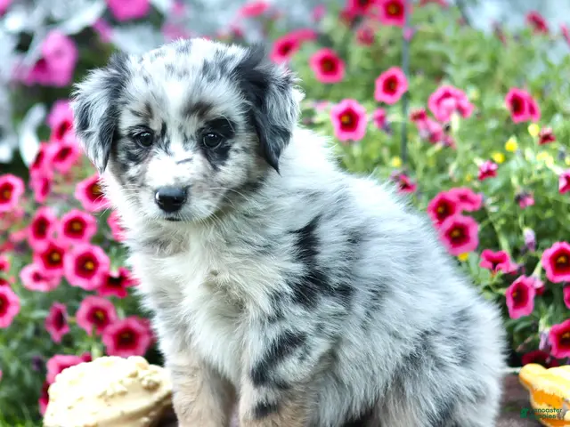 Miniature Australian Shepherd dogs for sale: Larry - Ad 1
