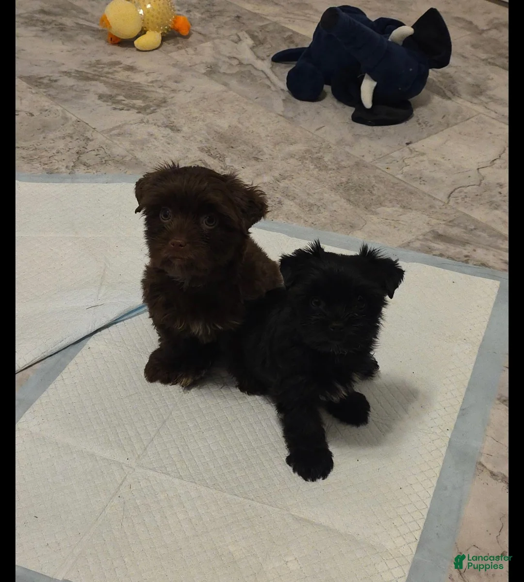 Yorkshire Terrier dogs for sale: Yorkshire Terrier 1 - Ad 5